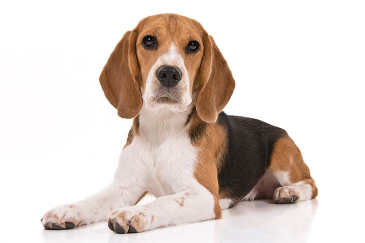 Beagle Puppies and Dogs (Dog Breed)